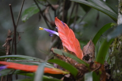 Tillandsia multicaulis