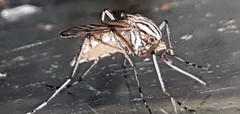 Aedes vittiger