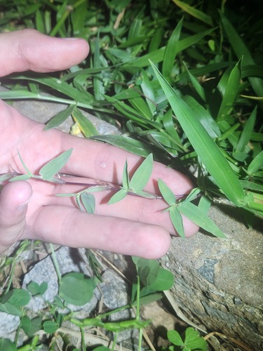 Digitaria fuscescens observed 2025-04-25