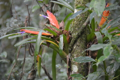 Tillandsia multicaulis