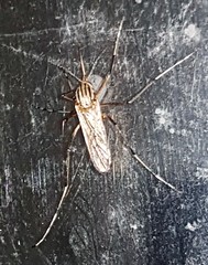 Aedes vittiger