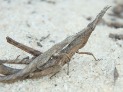 Morabinae