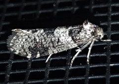 Lepidoscia heliochares