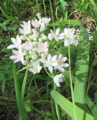 Image of Allium drummondii by (c) Linda Jo Conn, some rights reserved (CC BY)