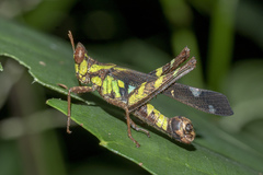 Erianthus versicolor