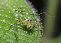 Oxyopes lineatipes
