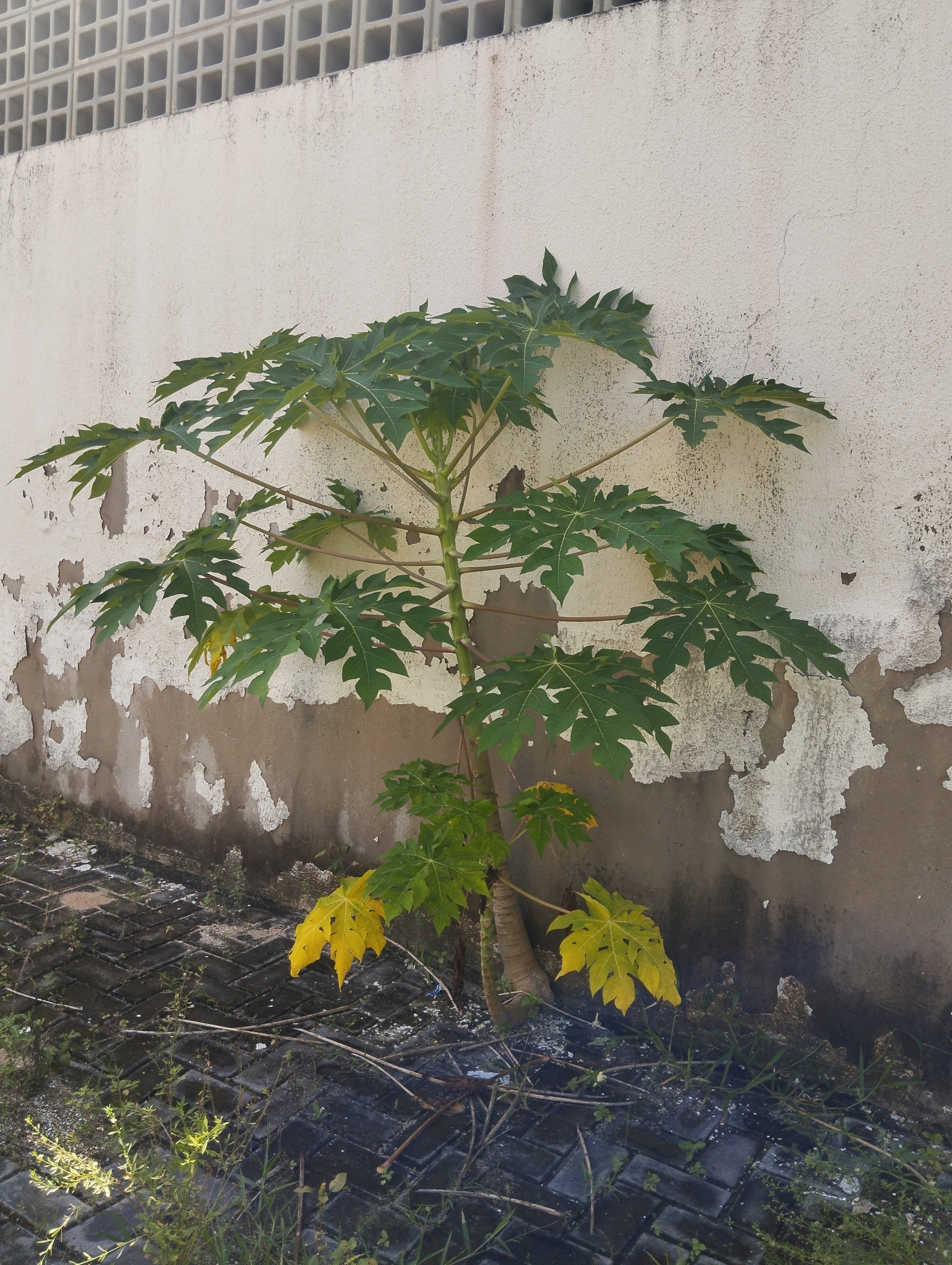 Carica papaya