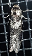 Lepidoscia heliochares