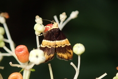 Choreutis basalis