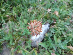 Anthyllis vulneraria boissieri