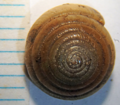 Ventridens decussatus