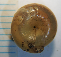 Ventridens decussatus