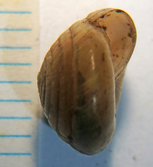 Ventridens decussatus