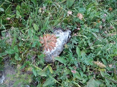 Anthyllis vulneraria boissieri