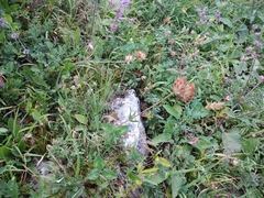 Anthyllis vulneraria boissieri