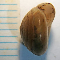 Ventridens decussatus
