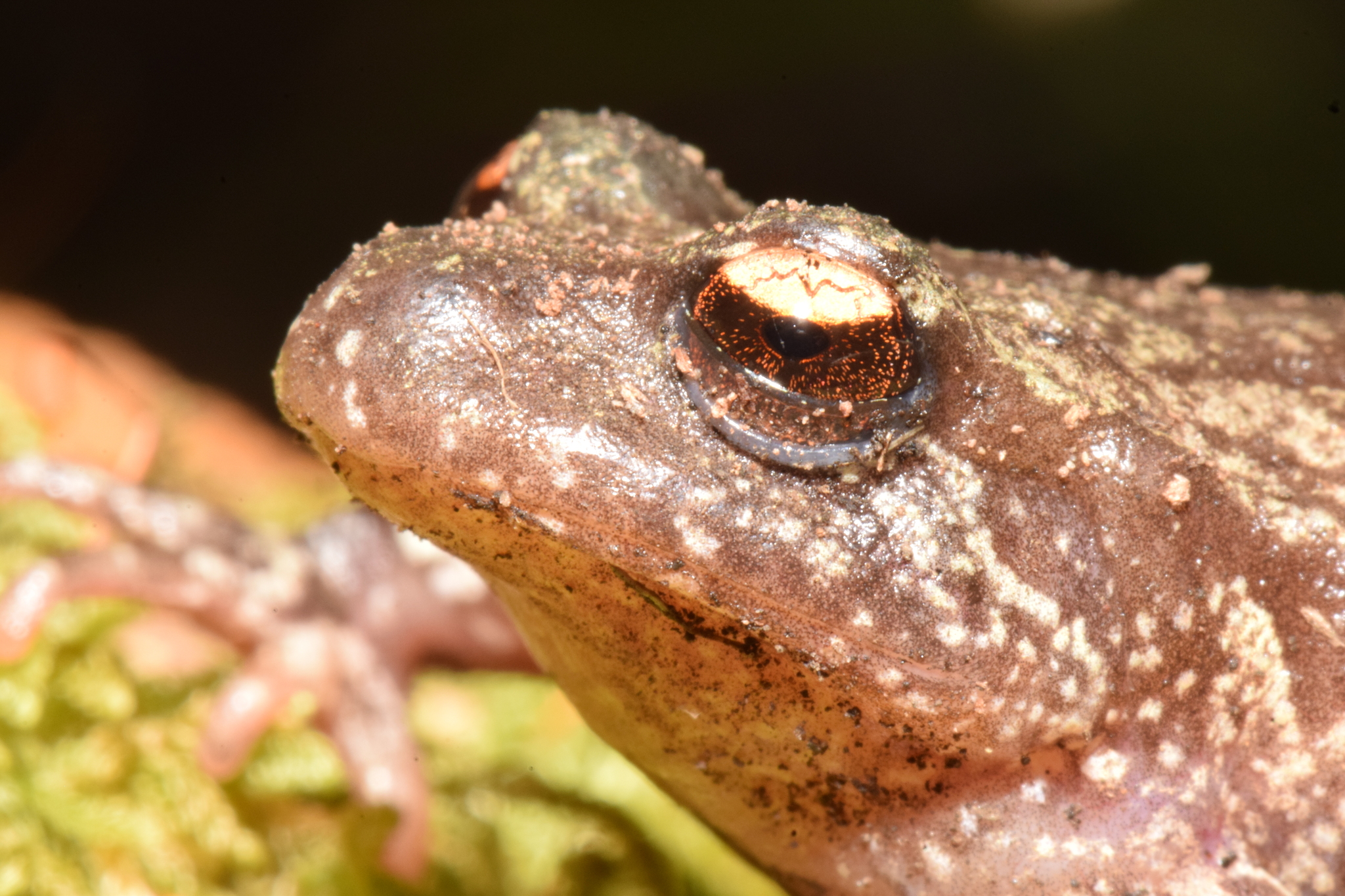 Eupsophus roseus (Duméril & Bibron, 1841)