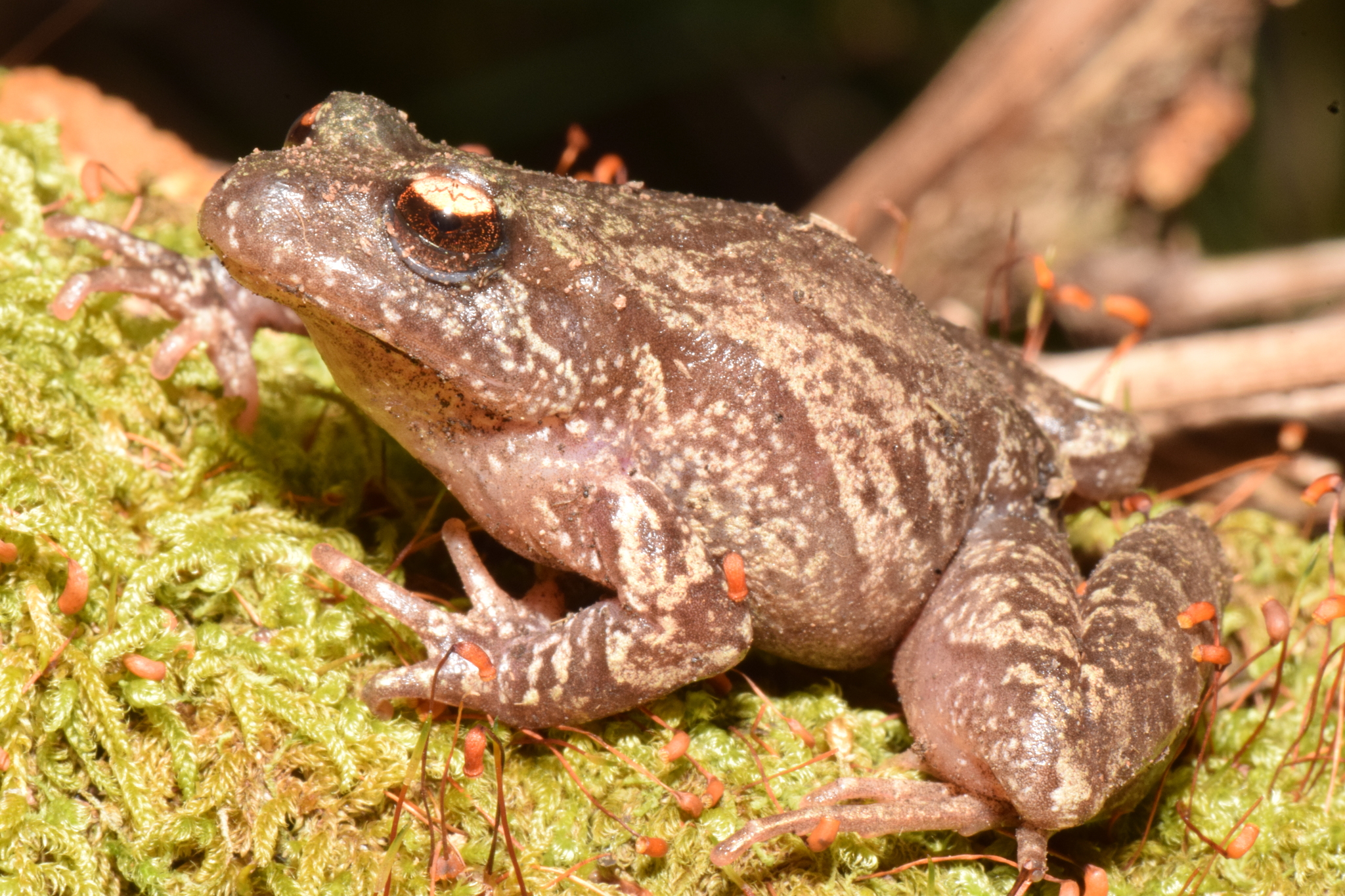 Eupsophus roseus (Duméril & Bibron, 1841)