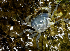 Geothelphusa cinerea