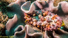 Phyllidiopsis cardinalis