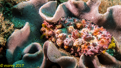 Phyllidiopsis cardinalis