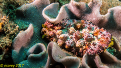 Phyllidiopsis cardinalis