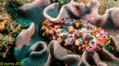 Phyllidiopsis cardinalis