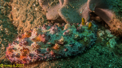 Phyllidiopsis cardinalis