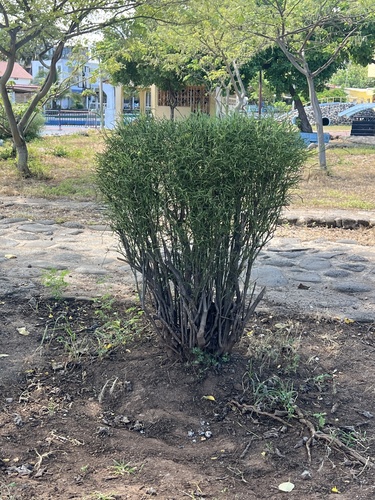 Alternanthera flavicoma observed 2025-04-29