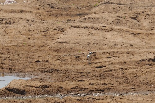 Egyptian Plover