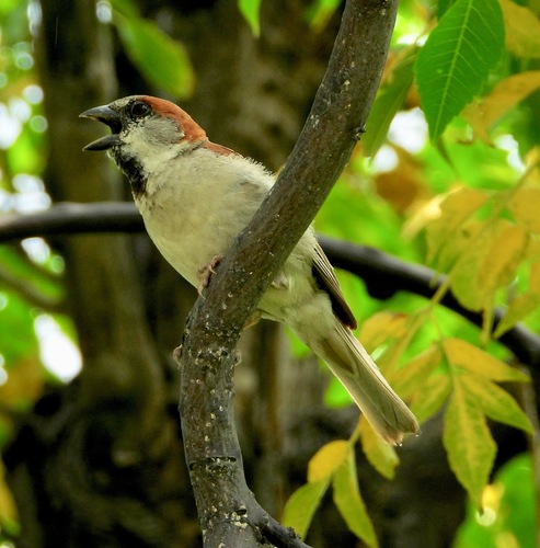 Sind Sparrow (Passer pyrrhonotus), photo 9