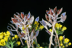 Draba alpina