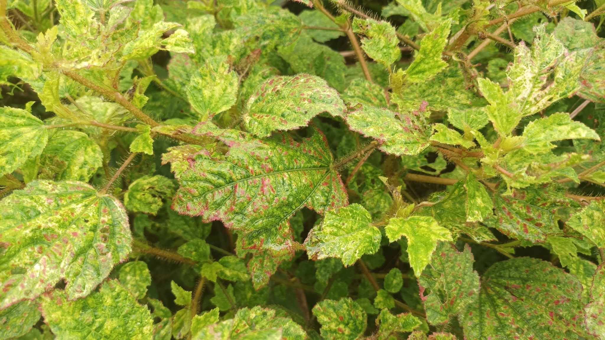 Imagem de Malva-branca