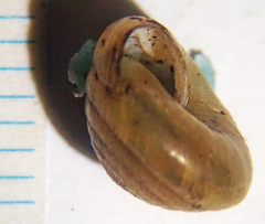 Ventridens decussatus