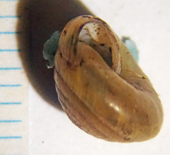 Ventridens decussatus