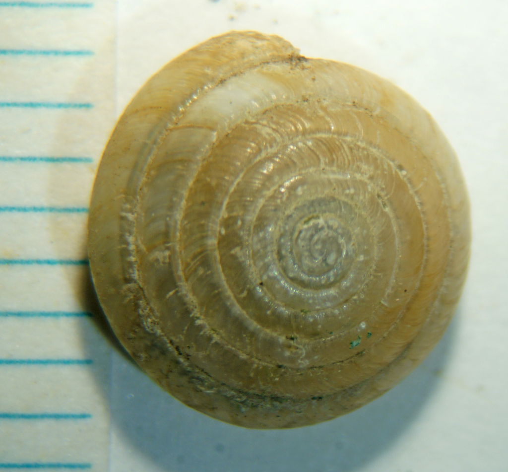 Yellow Dome Snail