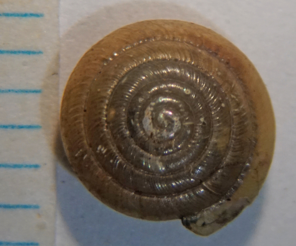 Bidentate Dome Snail