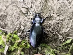 Carabus scheidleri