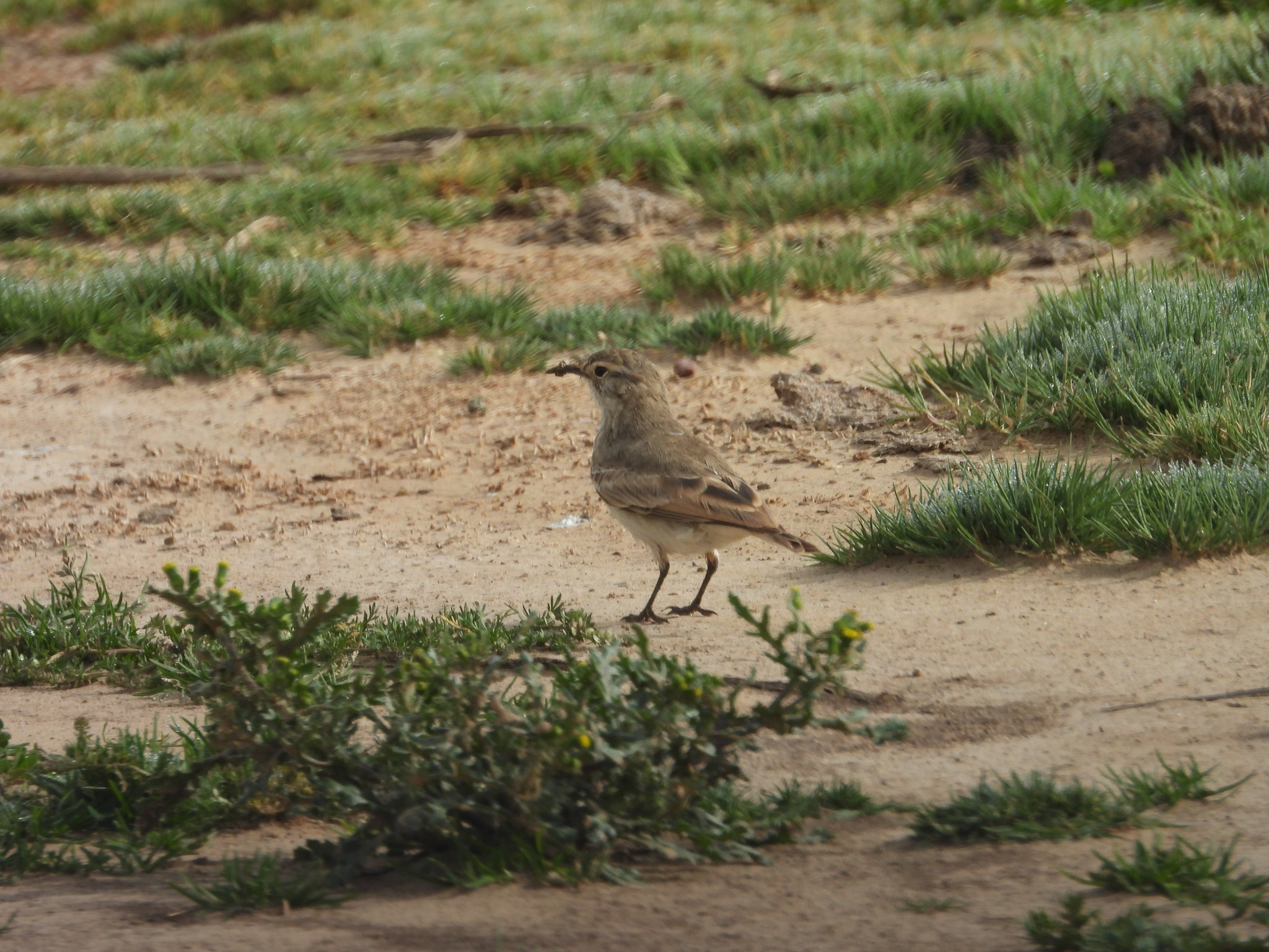 Slender-billed Miner (Geositta tenuirostris), photo 7