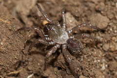 Antrodiaetus