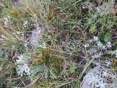 Gypsophila acutifolia