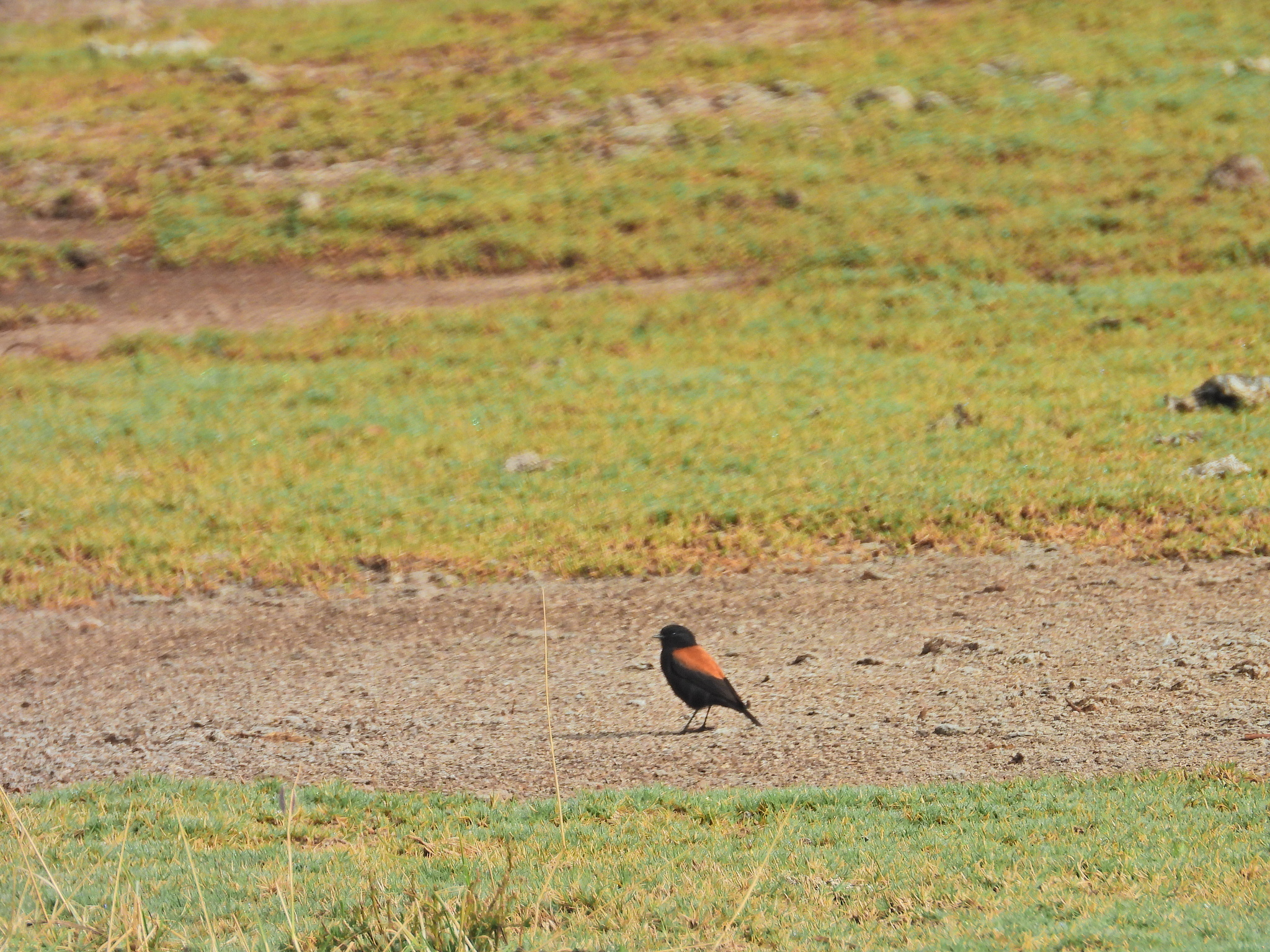 Andean Negrito (Lessonia oreas), photo 6