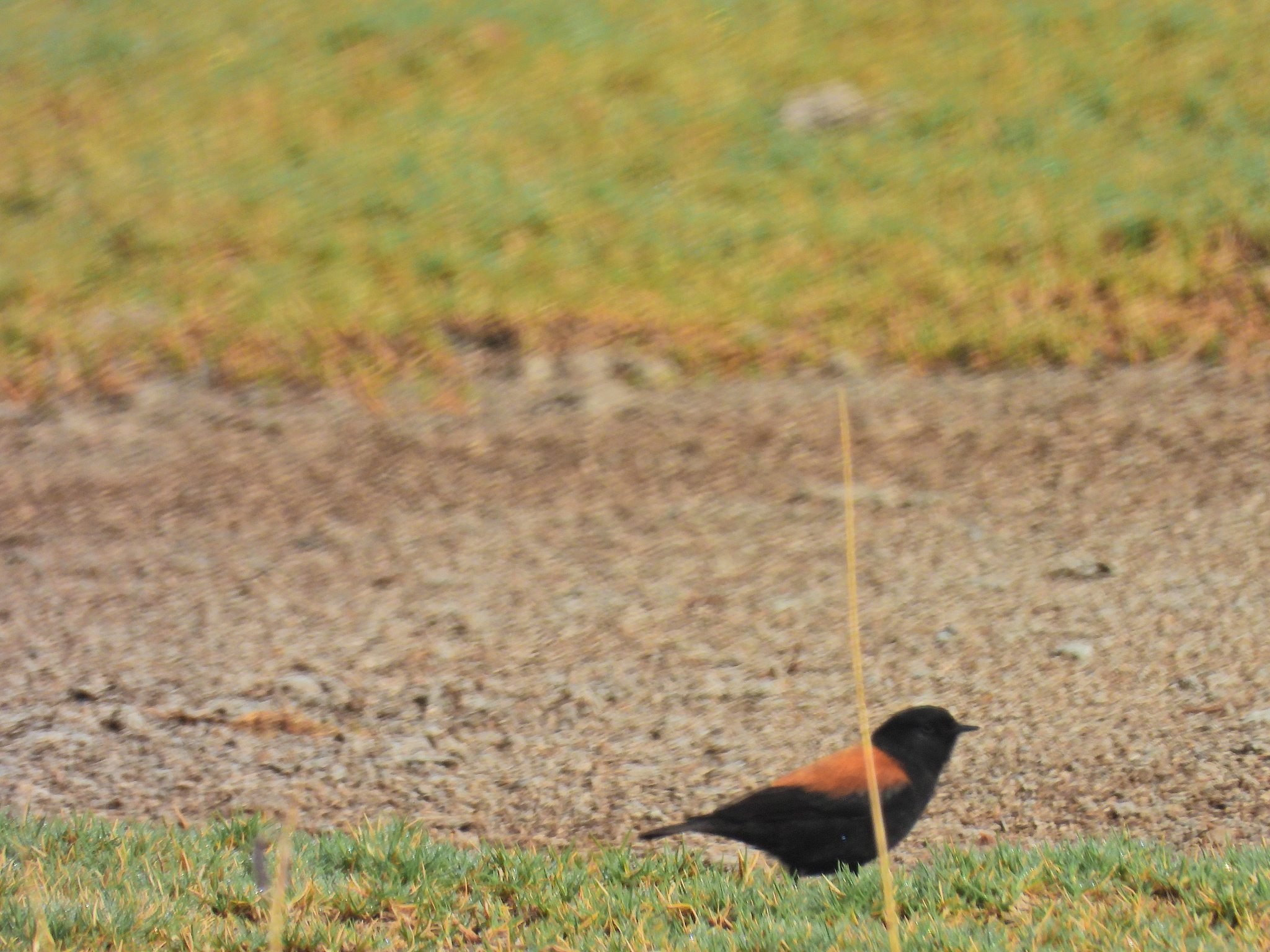 Andean Negrito (Lessonia oreas), photo 7