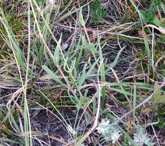 Gypsophila acutifolia