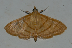 Ecpyrrhorrhoe puralis