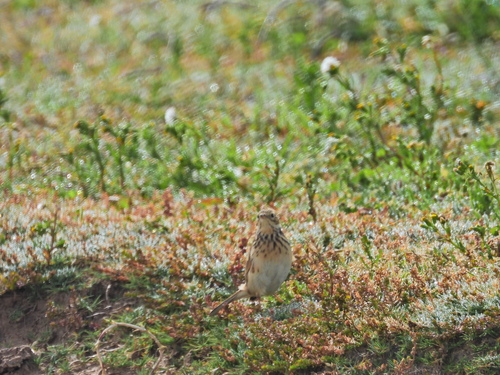 Puna Pipit