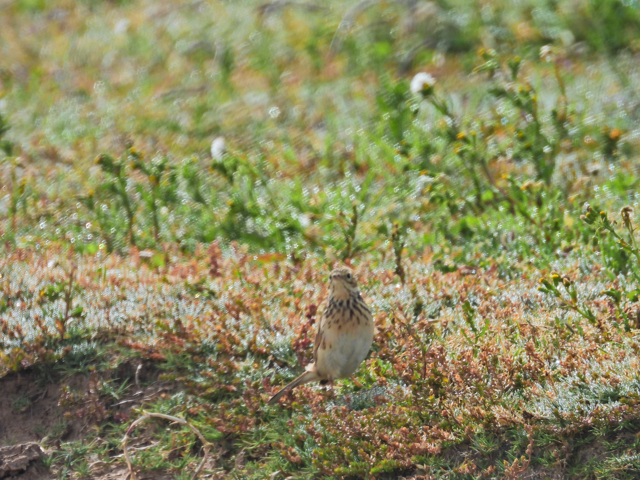 Puna Pipit (Anthus brevirostris), photo 4