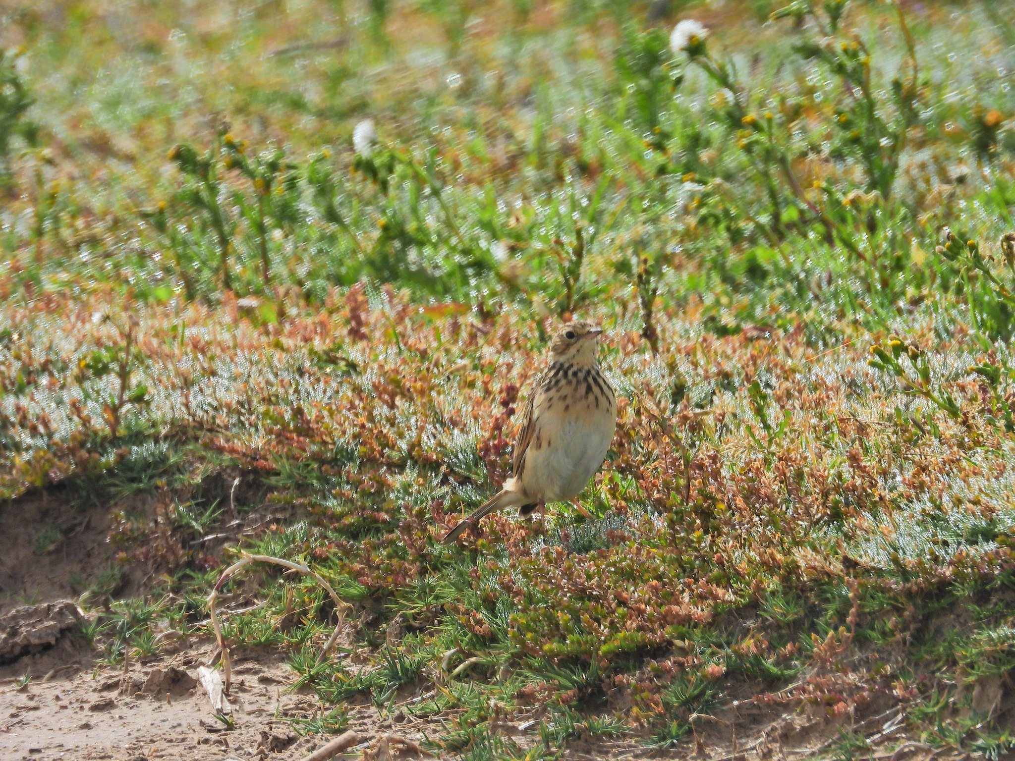 Puna Pipit (Anthus brevirostris), photo 5