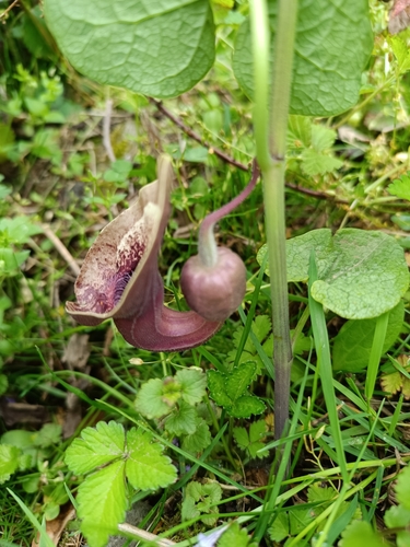 Aristolochia pontica, 2025-04-29
