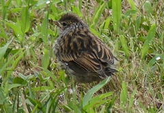 Spizella passerina passerina